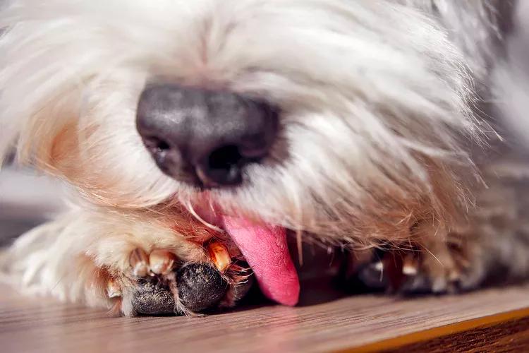 宠物护理小贴士在冬天保护狗爪子,关于狗爪子的10个小知识