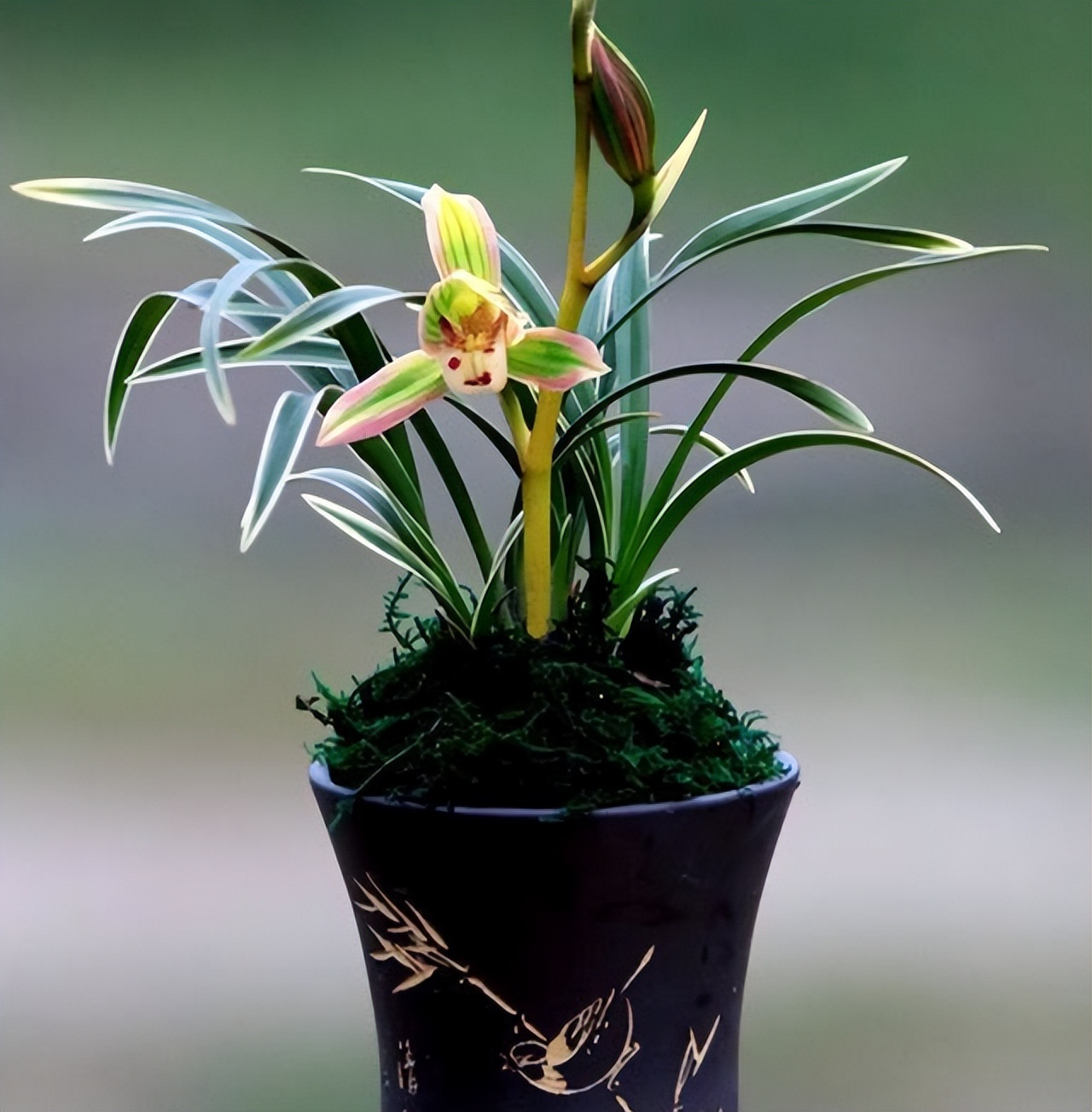 建兰帝王妃为何不上花,建兰帝王妃兰花品种图片