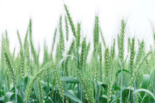 七绝咏山村春景风光诗词,春在溪头荠菜花是哪首诗