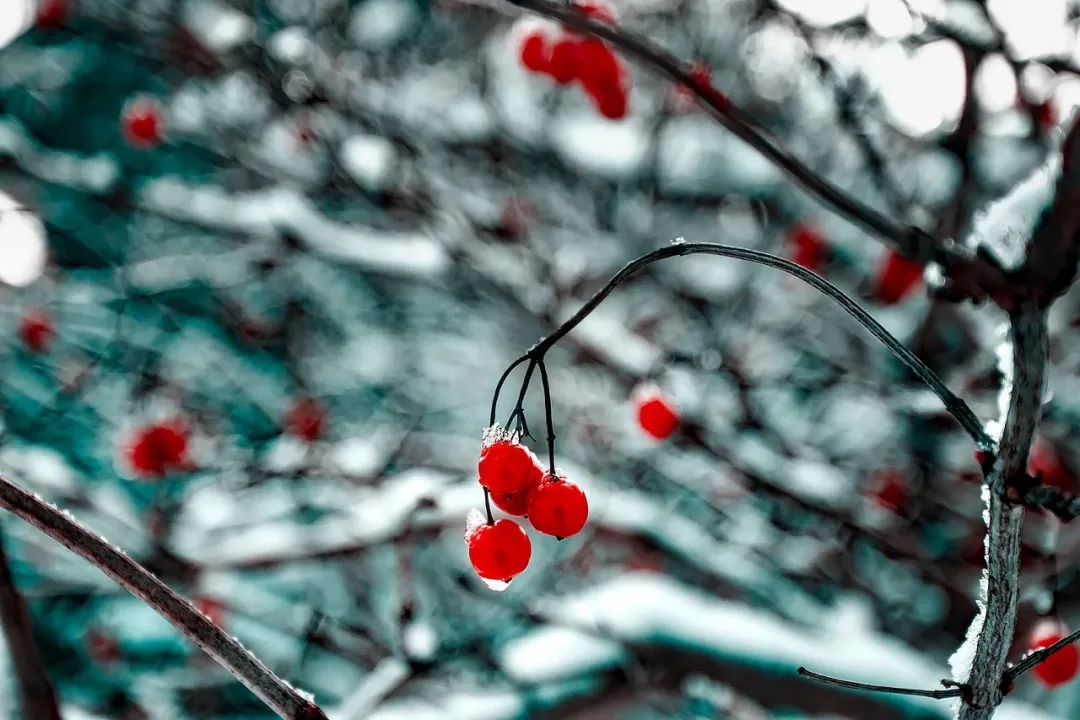 小寒时节唯美的诗句,小寒唯愿温暖相伴