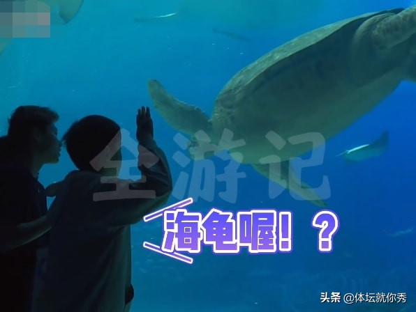 全红婵参观海洋馆！咬嘴唇样子可爱，看见鲸鲨走不动，与海龟互动