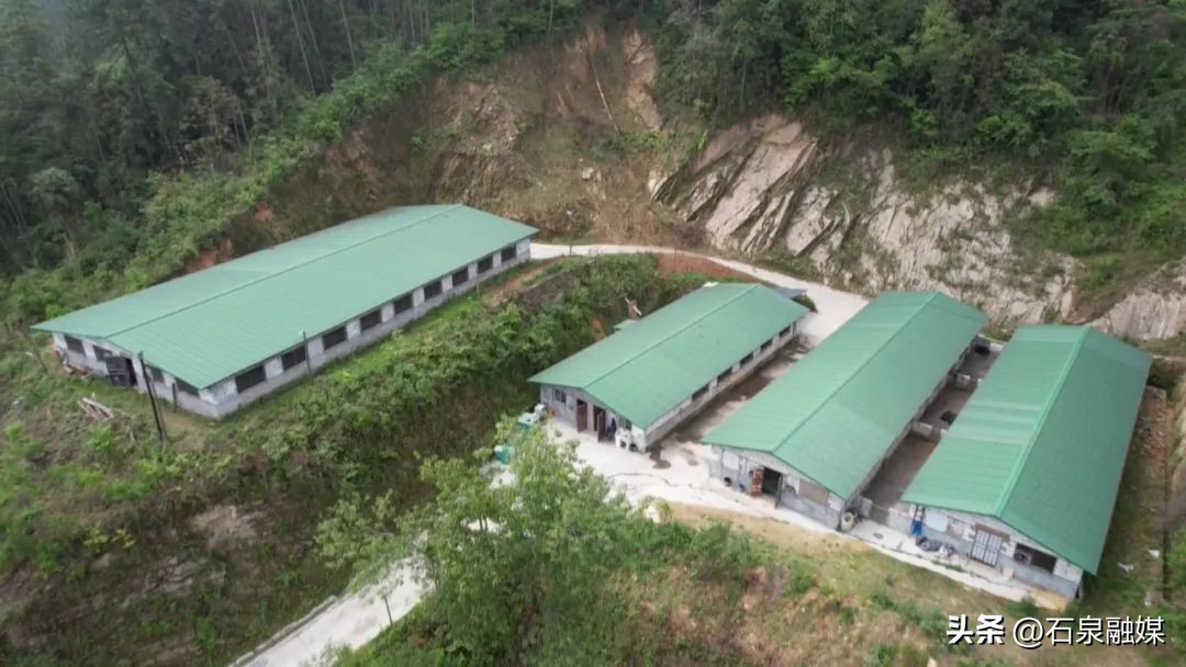 走基层看发展——池河镇丨石泉县池河镇：构建生猪全产业链条助推产业高质量发展