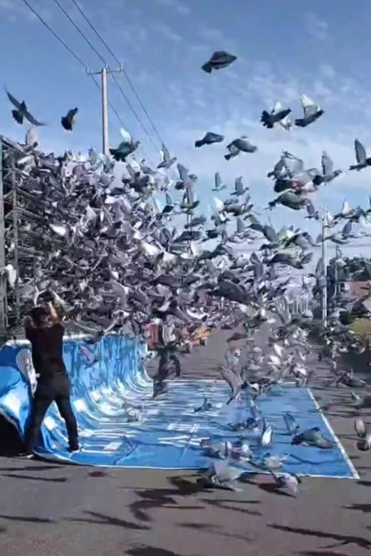 为什么春季信鸽比赛丢鸽严重,信鸽公棚放飞比赛犯法吗