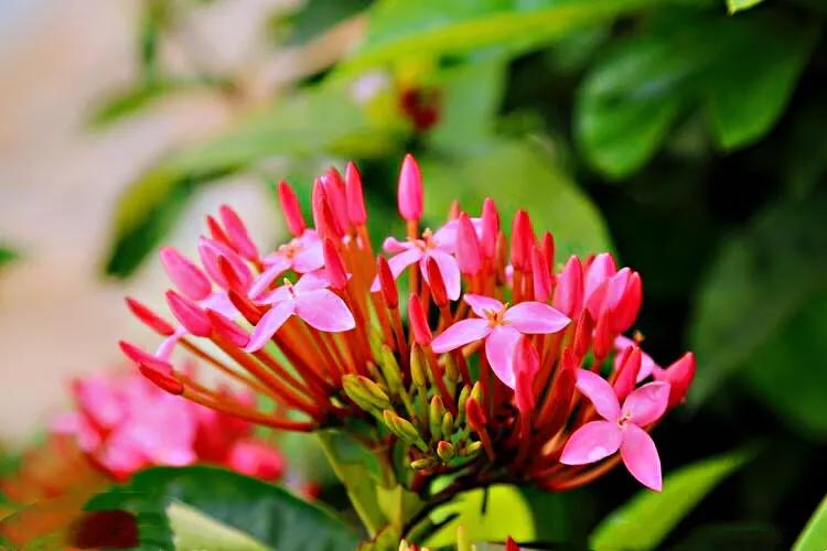 美丽的龙江河,美丽的草原我的家