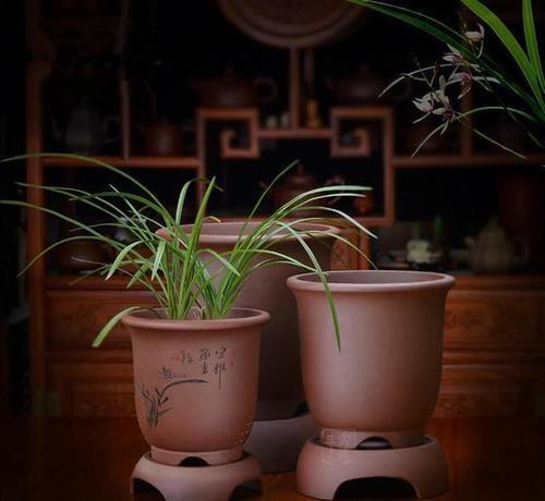 养兰仿紫砂花盆好不好,紫砂盆和塑料盆养兰对比