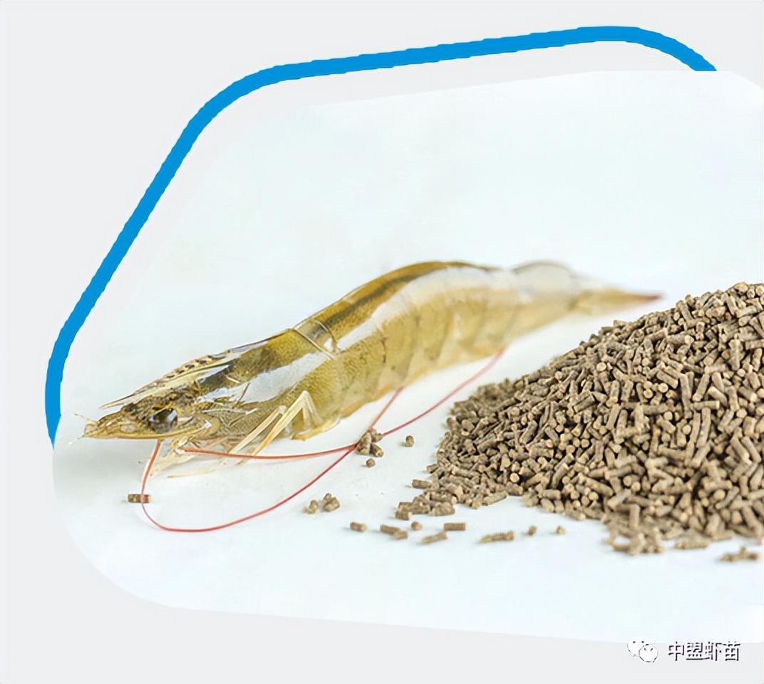 虾苗繁殖期如何投喂饲料投多少,小棚虾放虾苗的注意事项