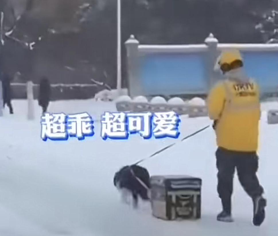 抗疫中药获得成功利好红日吗,抗疫神药麻黄