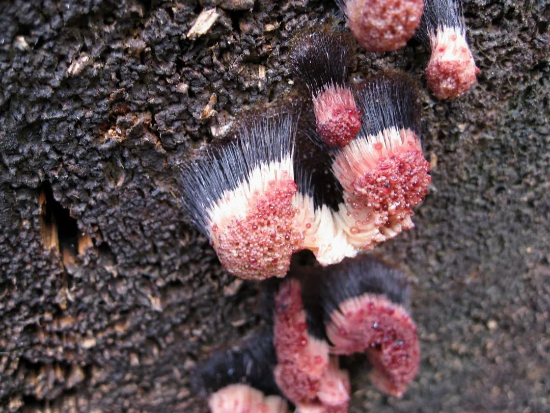 太岁到底是什么生物有多可怕,真正的野生太岁发现多少