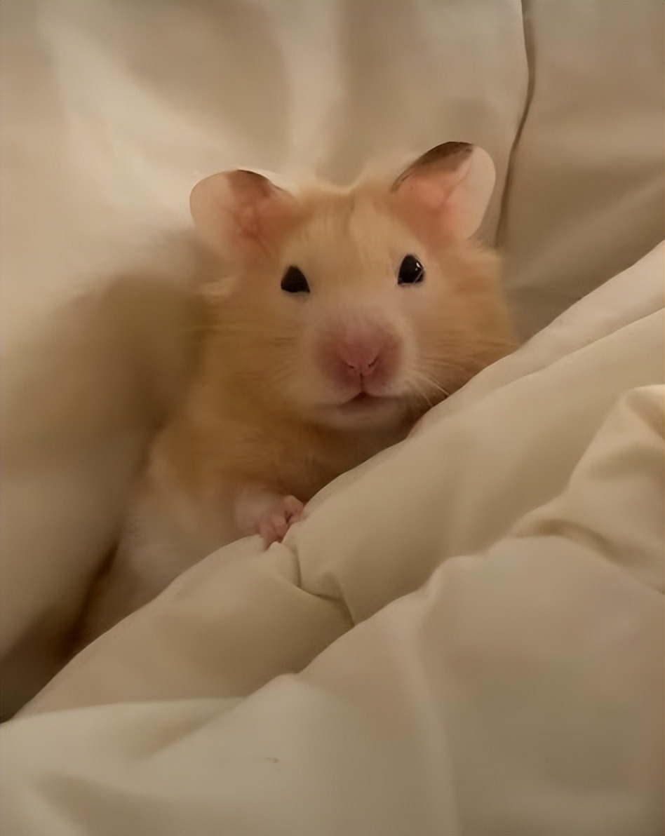 仓鼠很可爱的时候,仓鼠可爱的时候