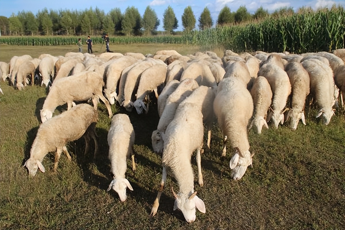 养殖业板块未来发展前景,养殖业发展前景可行性报告