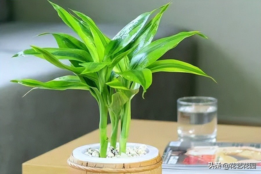 属猪家里养几根富贵竹招财,富贵竹客厅里面放几根招财