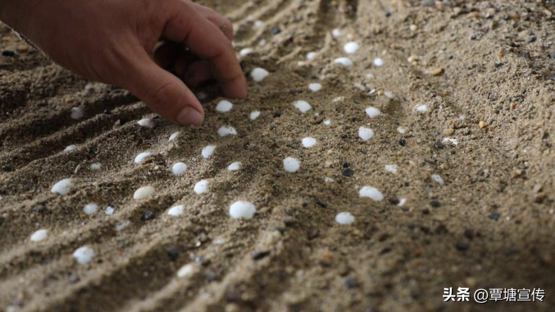 广西黄沙鳖稻田生态养殖模式,养鳖带动乡村产业发展情况