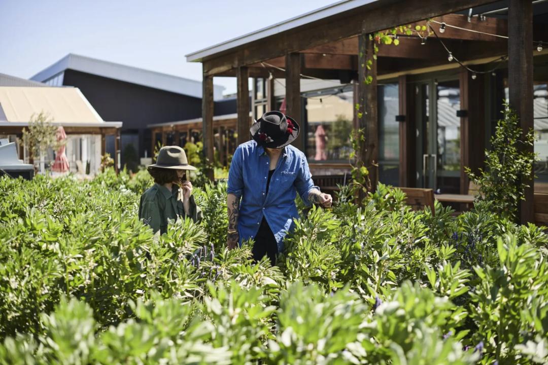 屋顶适合建设哪种绿色屋顶,绿色屋顶建筑