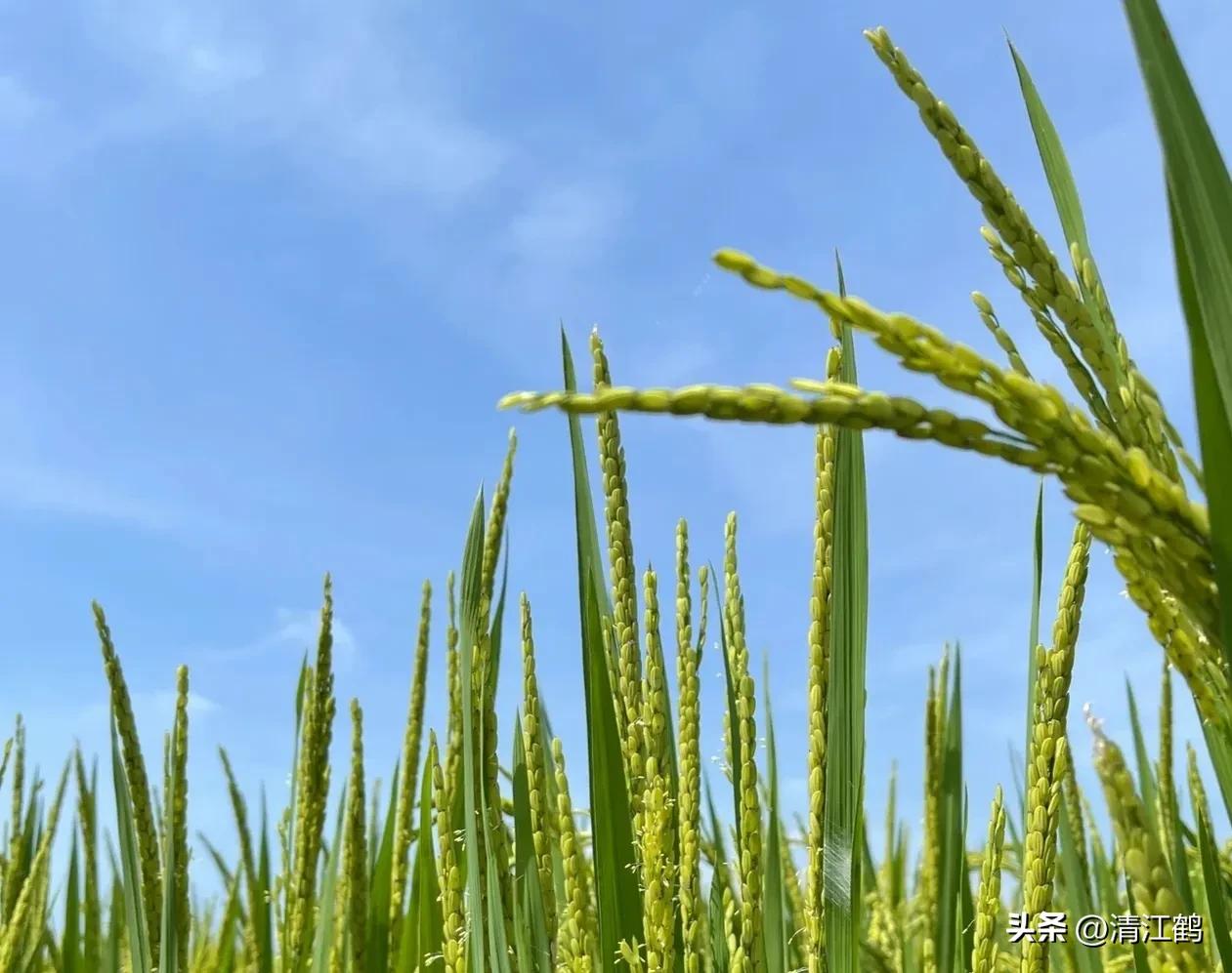 920使用方法哪些作物能用,920和什么混用效果好