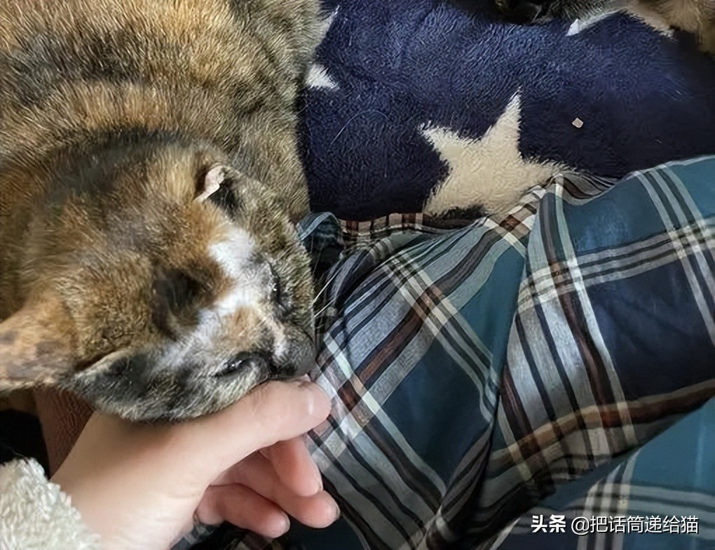 女孩救下一只差点被货车撞死的猫,小女孩救下乌鸦被夺走眼睛