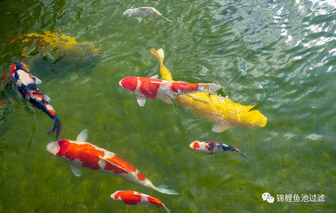水色宜居的利弊,水色和水质是什么意思
