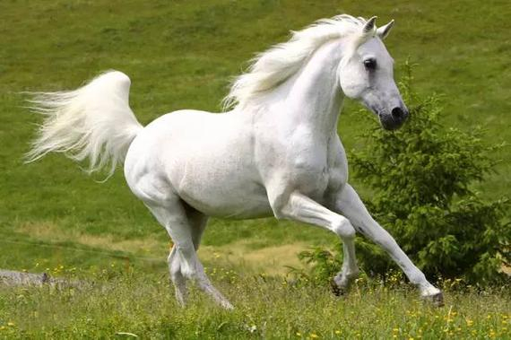 速度和力量的代表动物,速度与力量的完美结合