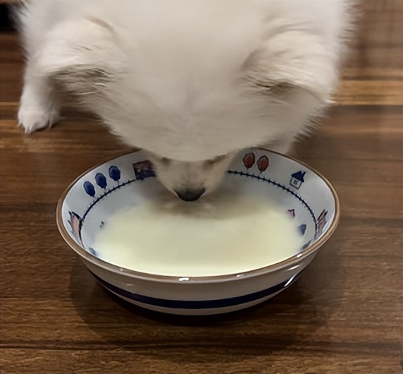 博美有泪痕怎么洗掉呢图片,博美有泪痕吃什么药可以解决