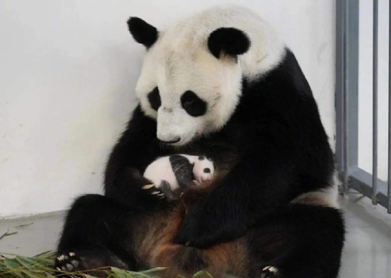 熊猫的母性有多强，那些在幸福和痛苦双重煎熬下的熊猫妈妈们