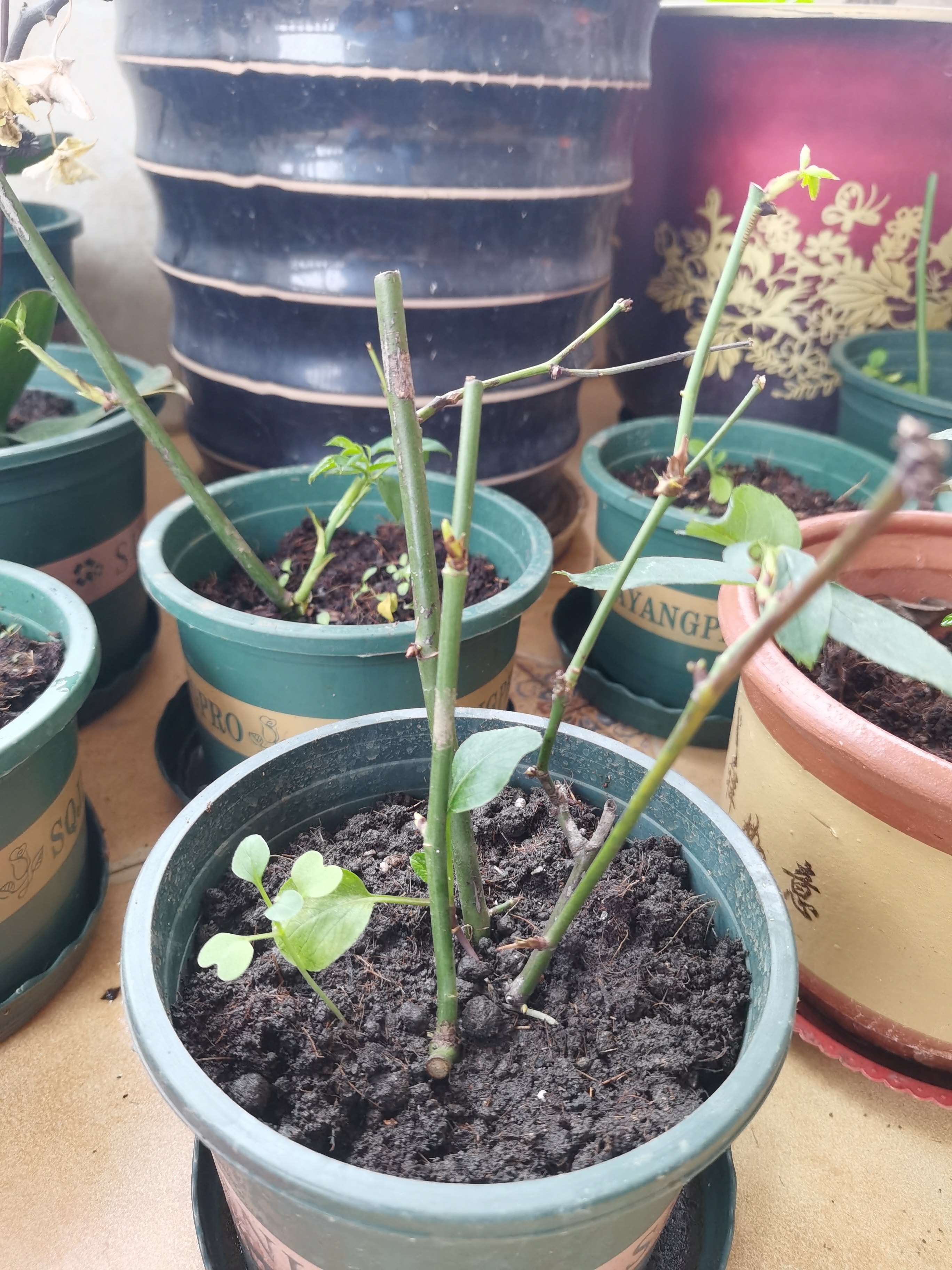 新手养花日记,玫瑰花盆栽多久才能成活