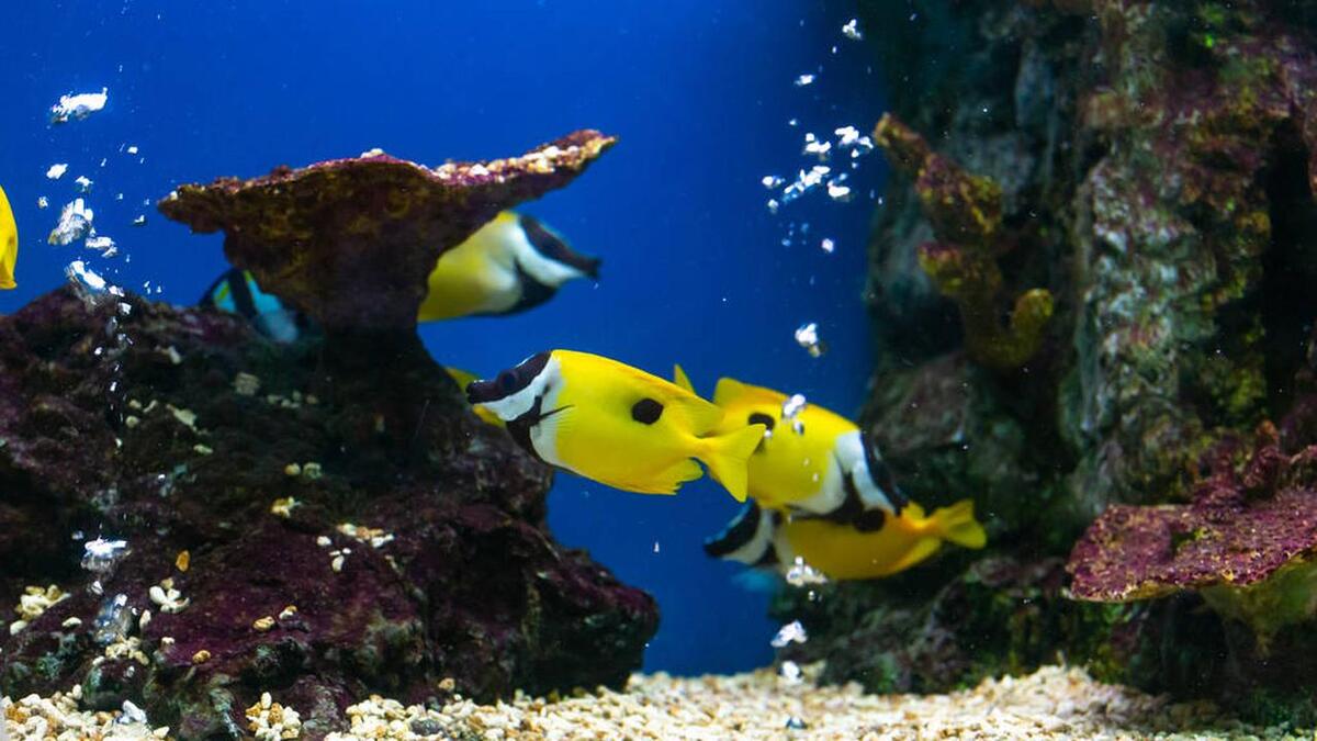 水族箱蛋白虫怎么养殖,鱼缸蛋白虫怎么消灭最快