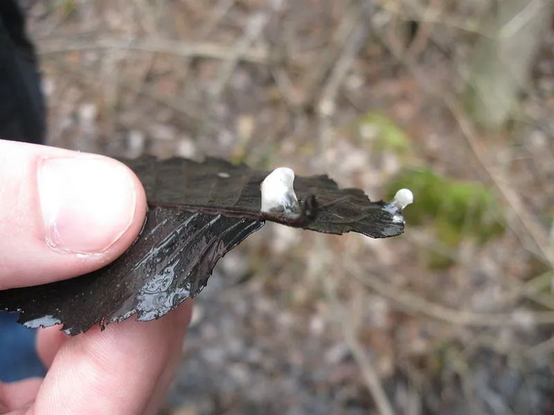 偷了5种不同精子,却只生女儿,这是地球上独一无二的生娃技巧