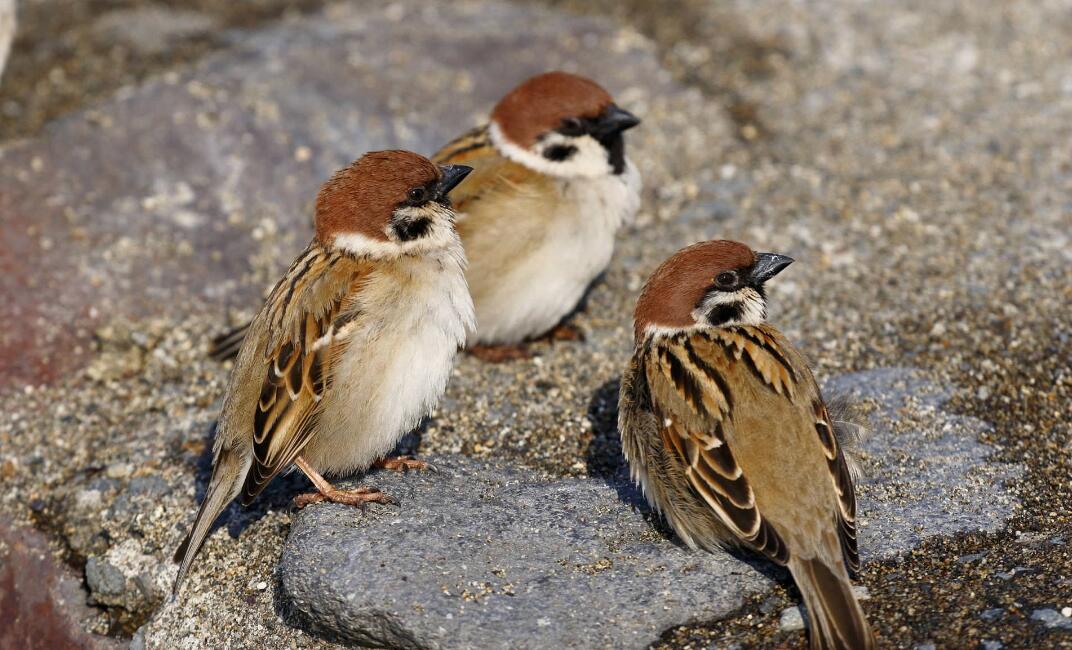 为什么抓到的麻雀，怎么养都养不活?原因终于找到了