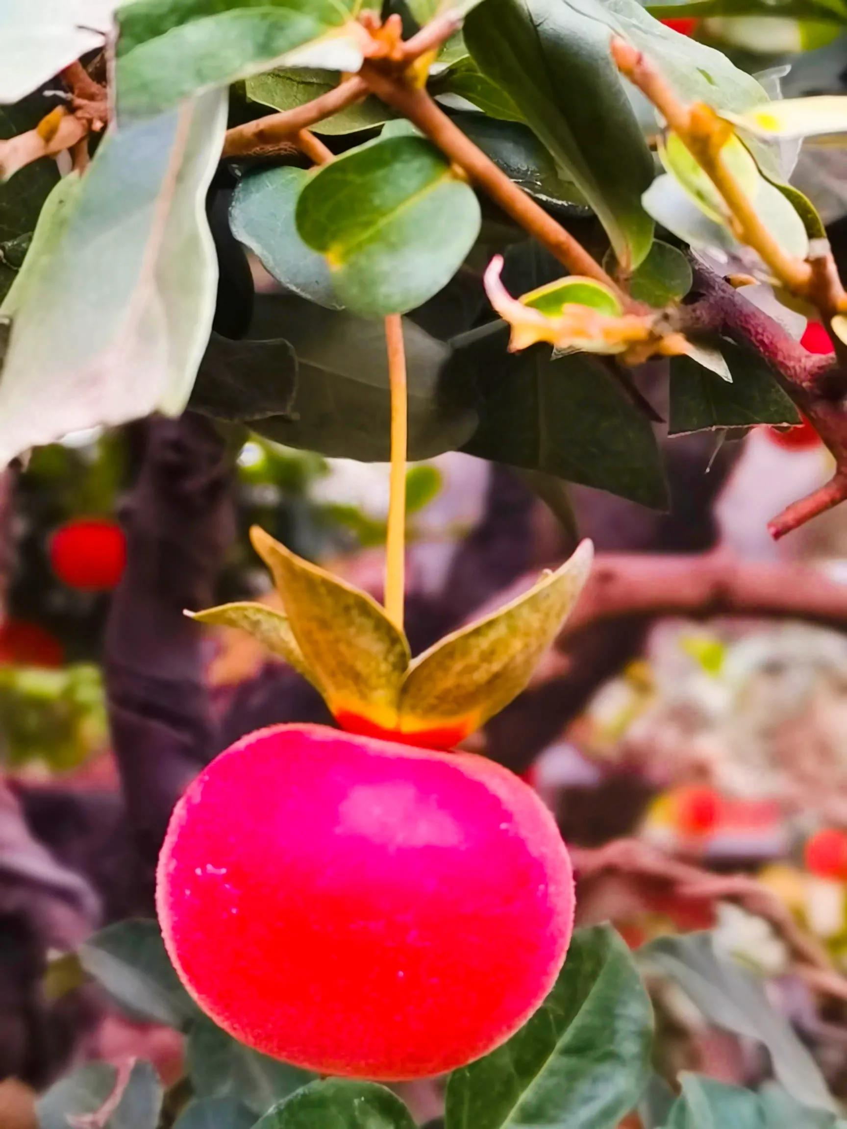 阴雨雾霾天逛月亮湾花市，郁闷不见了，心情舒朗愉悦