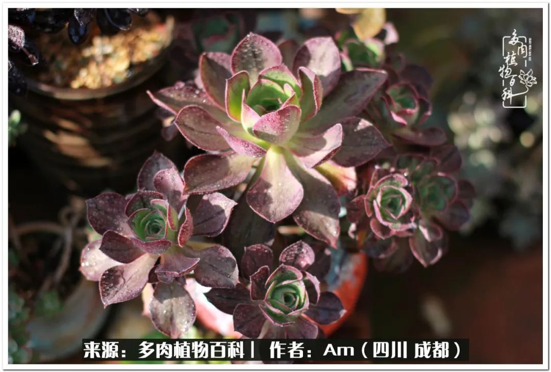 多肉小盆友生活多姿多彩,多肉小精灵福享不停