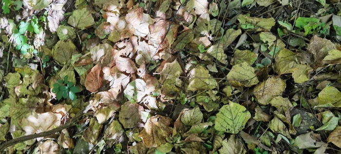 中国旅游短视频开拓者王国平，开创旅游线路短视频订购模式和美学风格及拍摄技巧