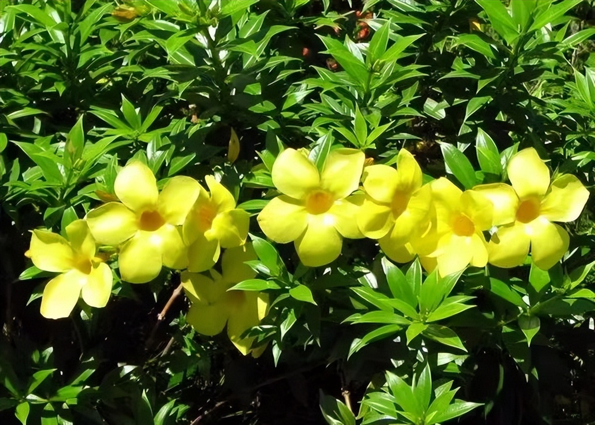 适合夏天养的7种花越晒开花越旺,夏天最能开的10种花越热越能开