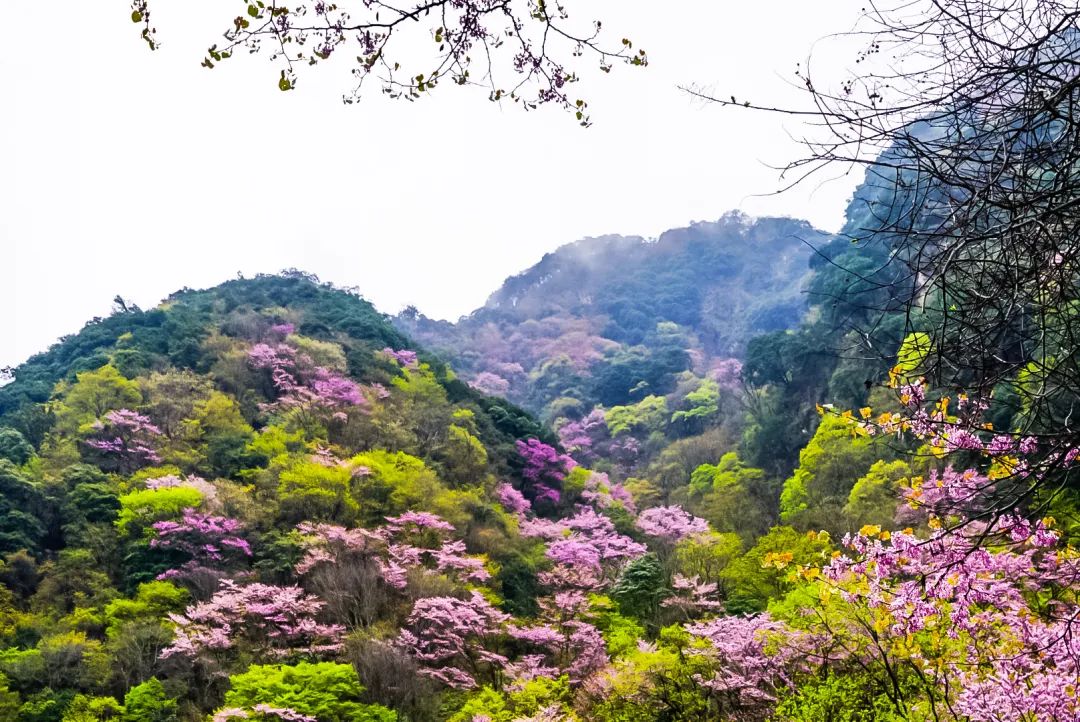 好消息这些景区门票减免优惠,石根山3月8日免票吗