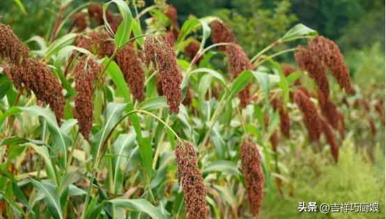 台湾大陆茅台,大陆茅台与台湾的玉山茅台