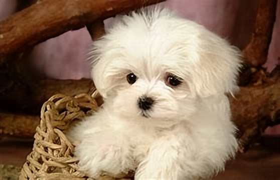 动物在生态系统中的作用习题试卷,动物在生态系统中的作用