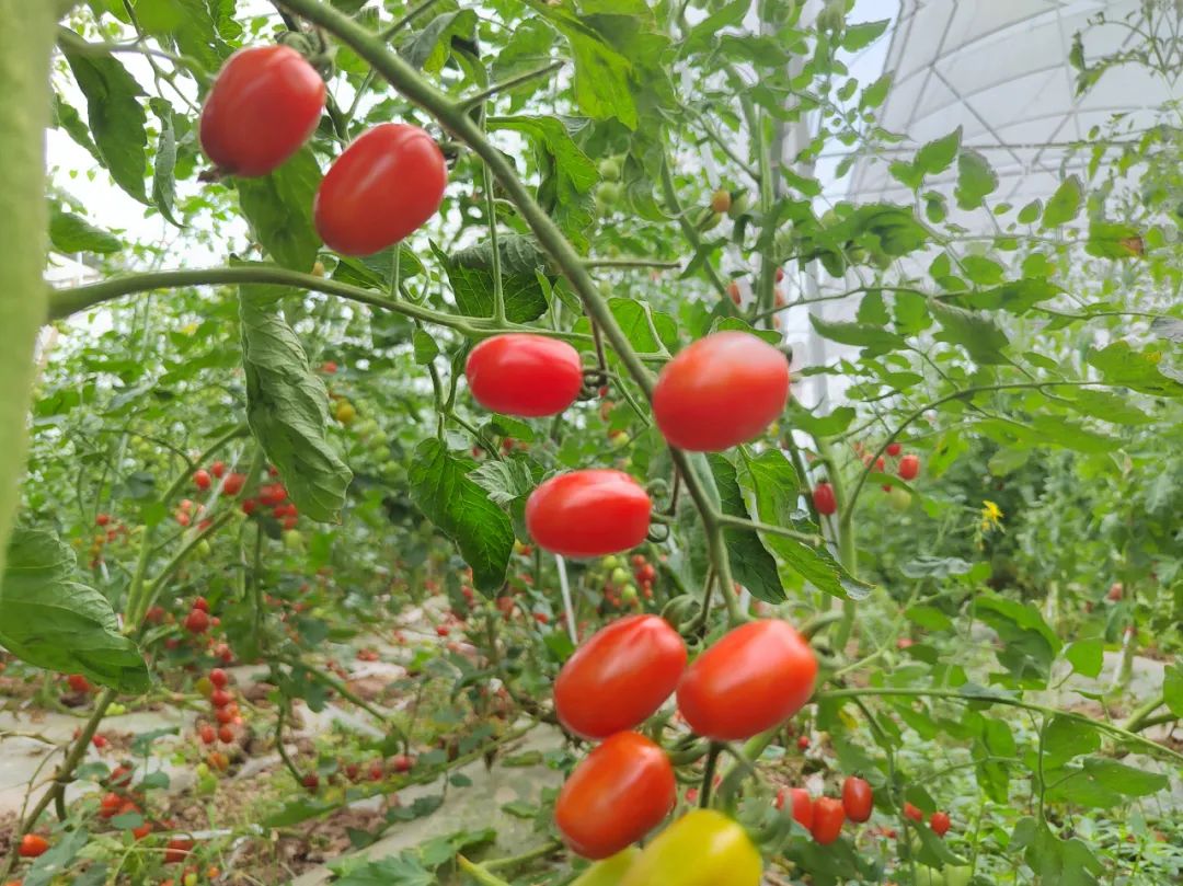 可可爱爱！华硕园里的“高颜值”小番茄成熟啦！