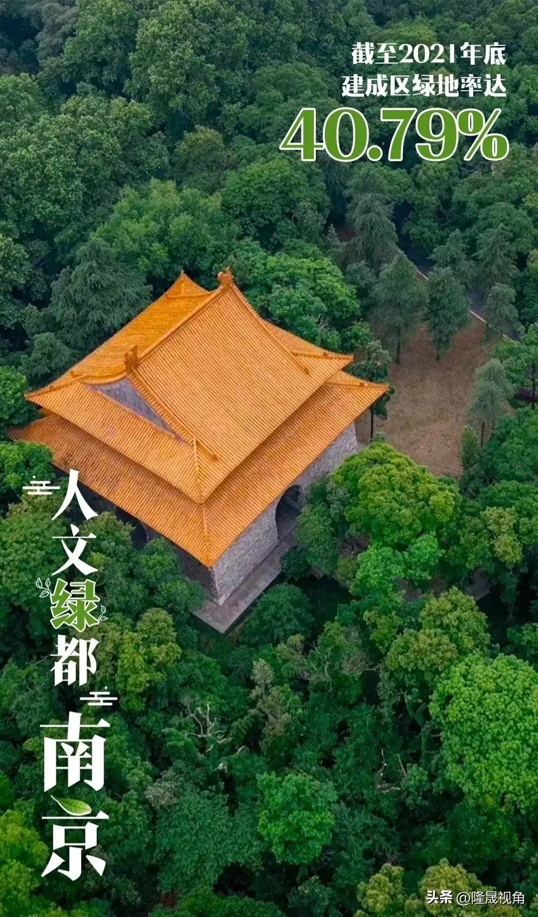 树是南京树,只有南京才有的树