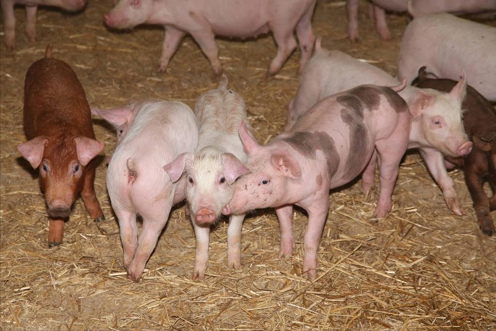 小猪拉水泥样稀便怎么治,小猪拉水泥屎是什么原因