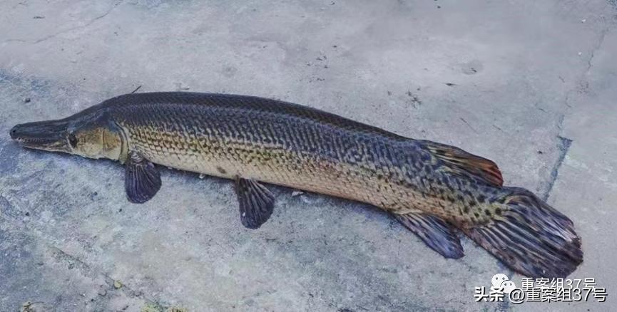 槌勯泙槌濊瀹氫负澶栨潵鐗╃,槌勯泙槌濊缃戝簵鎹㈠悕鍞崠