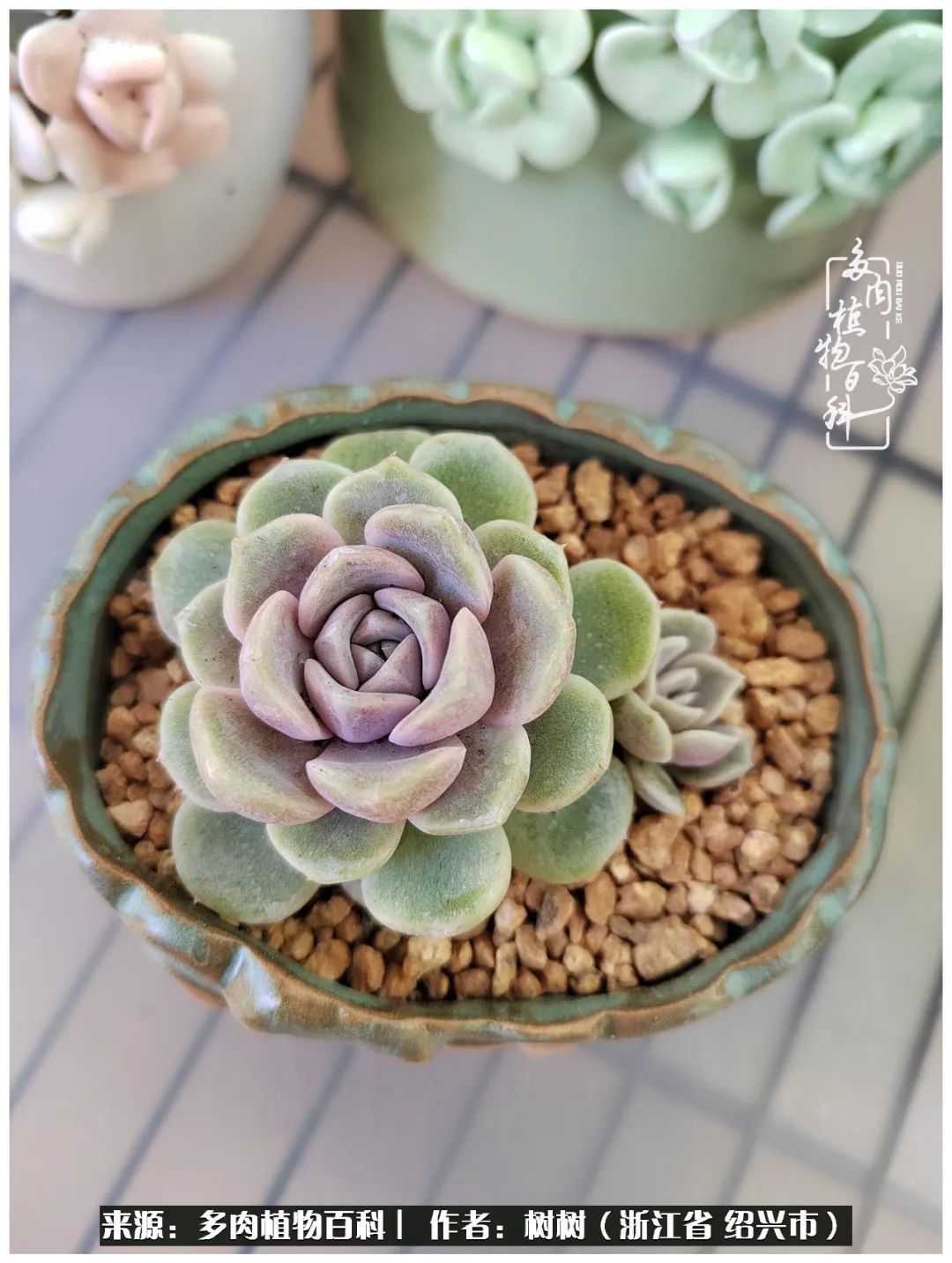 又临寒冬，暖阳下携手肉肉赏姹紫嫣红！