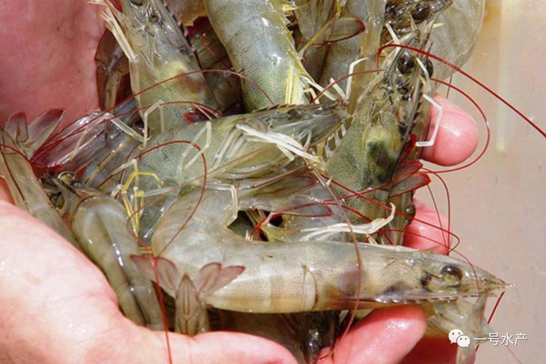 对虾的病毒性疾病怎么治,对虾病毒性白斑的治疗