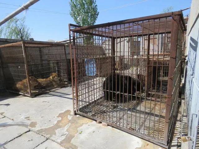 陈乔恩小象,陈乔恩拯救小象