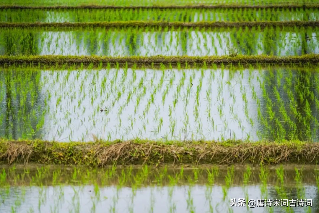 芒种有努力秋天有收获,芒种忙的是收获