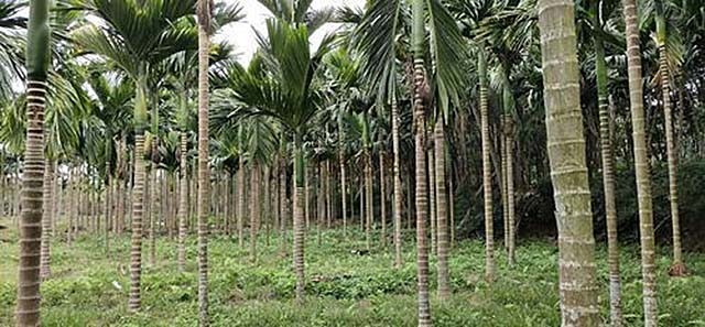 96年海南巨蟒为报恩甘愿当保姆,巨蟒为报恩守护十几年