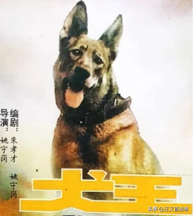 立功警犬被伤,功勋犬拍戏被炸死驯养员哭出血