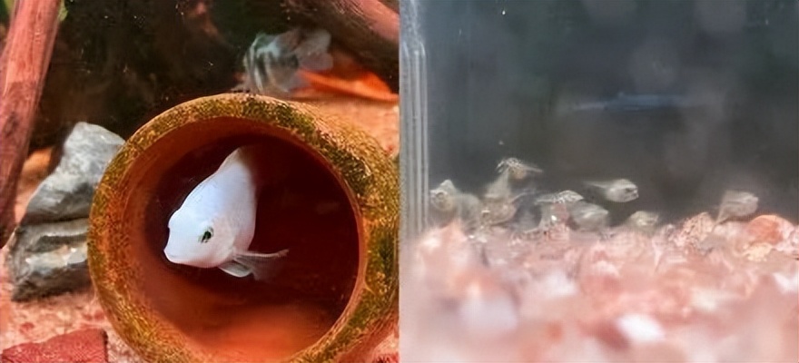 小缸什么观赏鱼最好养又存活率高,适合新手小缸养的小型温顺观赏鱼