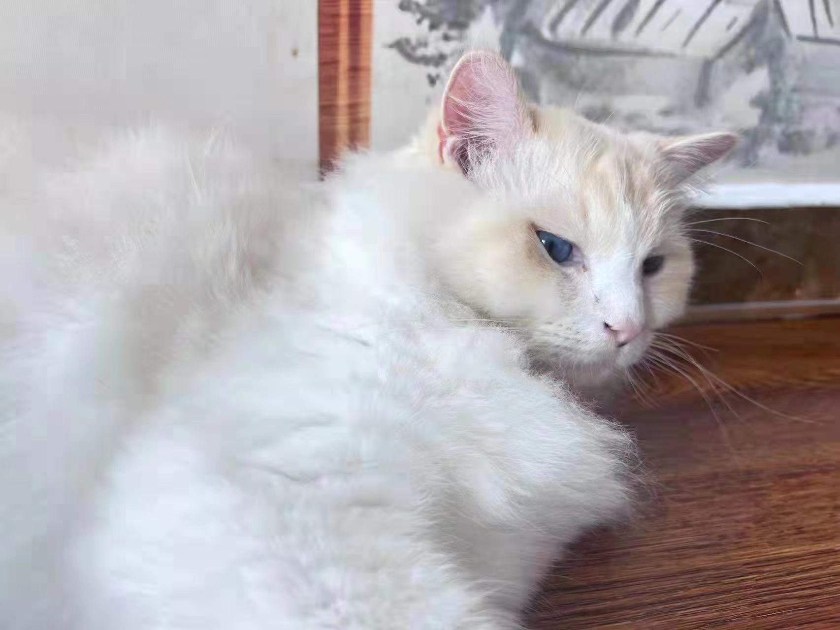 猫咪打441康复的表现,猫咪被打后害怕主人的表现