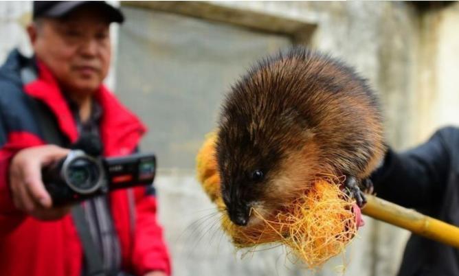 上海多地出现的巨大老鼠,上海发现巨型老鼠重达17公斤