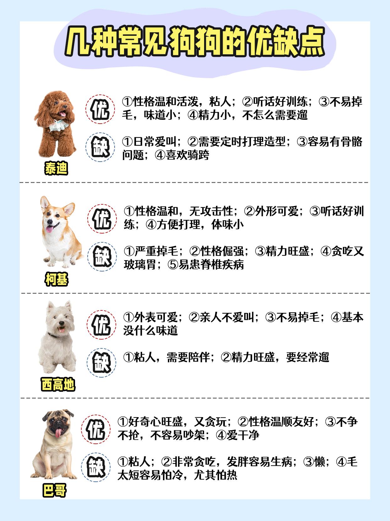 上班族怎么养宠物狗视频,上班族养的小型宠物狗