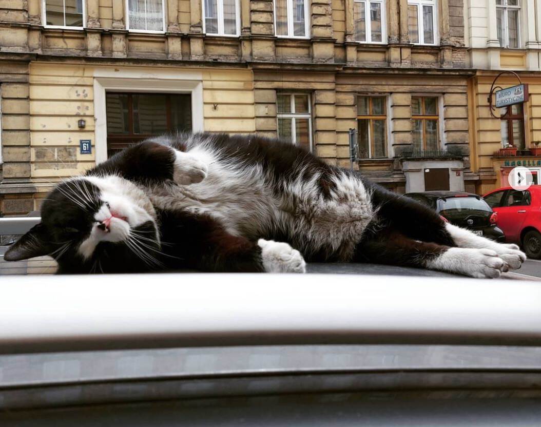 一只流浪的肥猫,波兰一流浪猫成5星旅游景点