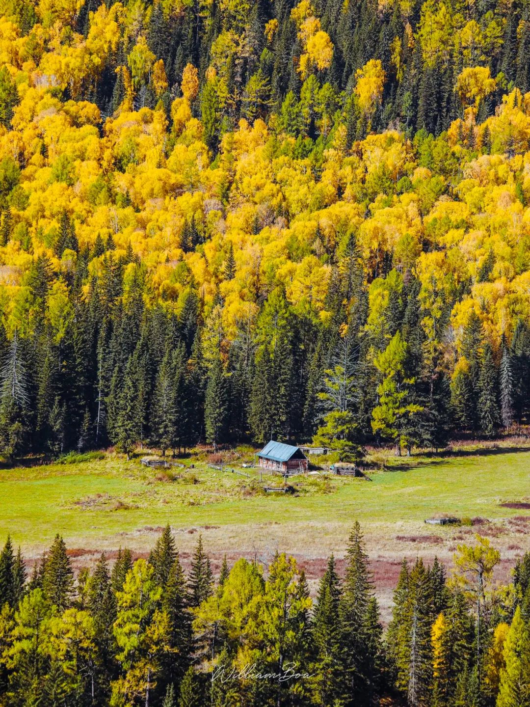 秋季喀纳斯,喀纳斯之秋风景画